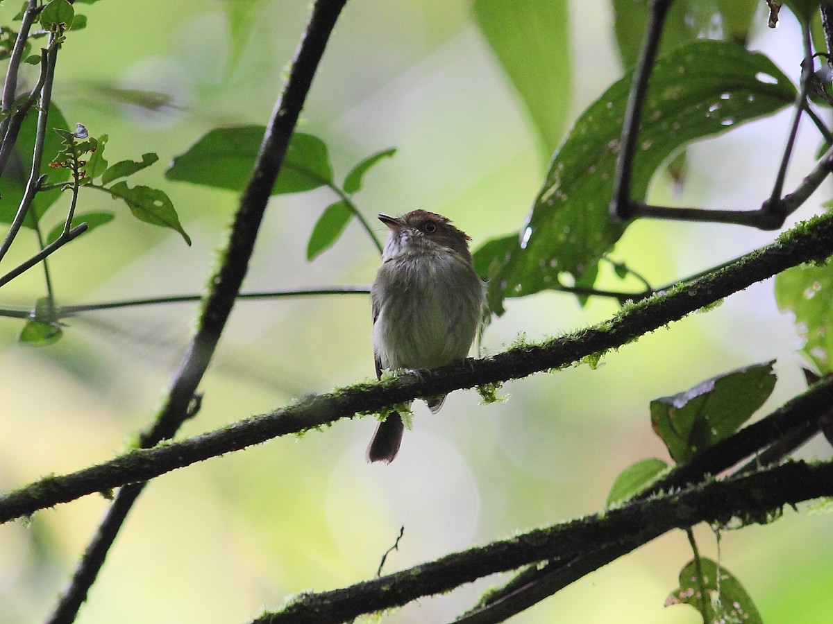 Scale-crested Pygmy-Tyrant - ML614091090