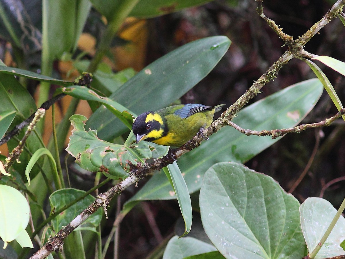 Gold-ringed Tanager - ML614091248