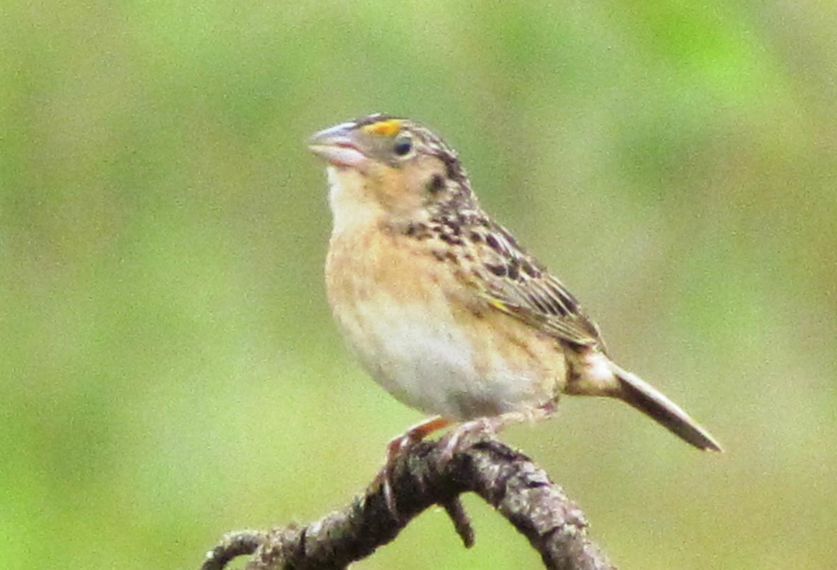 Grasshopper Sparrow - Chico Muñoz