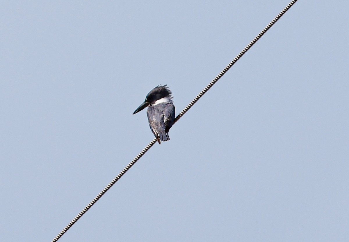 Belted Kingfisher - ML614091586
