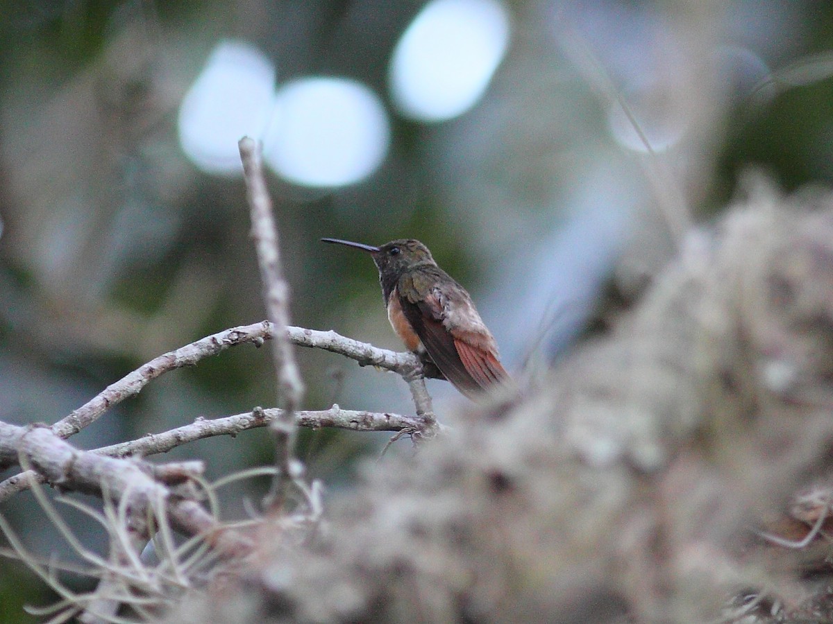 Chestnut-bellied Hummingbird - ML614091745