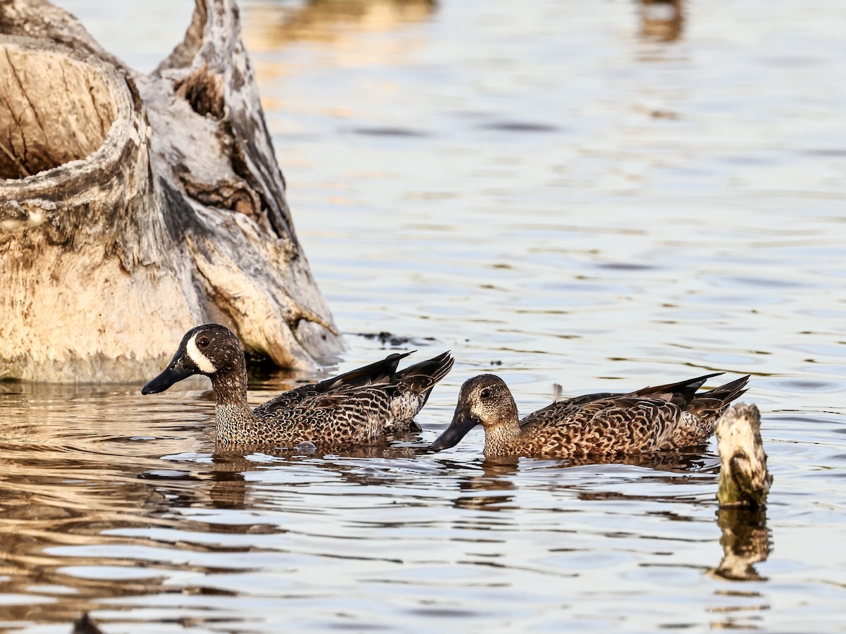 Blue-winged Teal - ML614091799