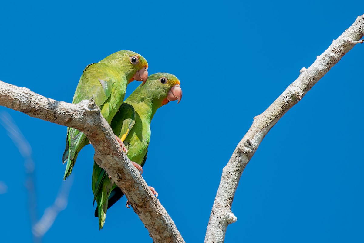 Golden-winged Parakeet - Marcelo  Telles