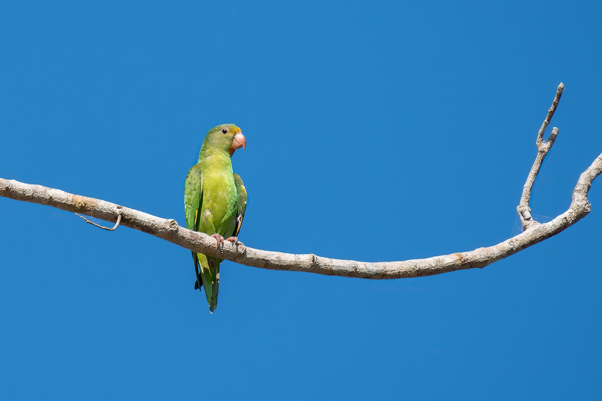 Golden-winged Parakeet - ML614092247