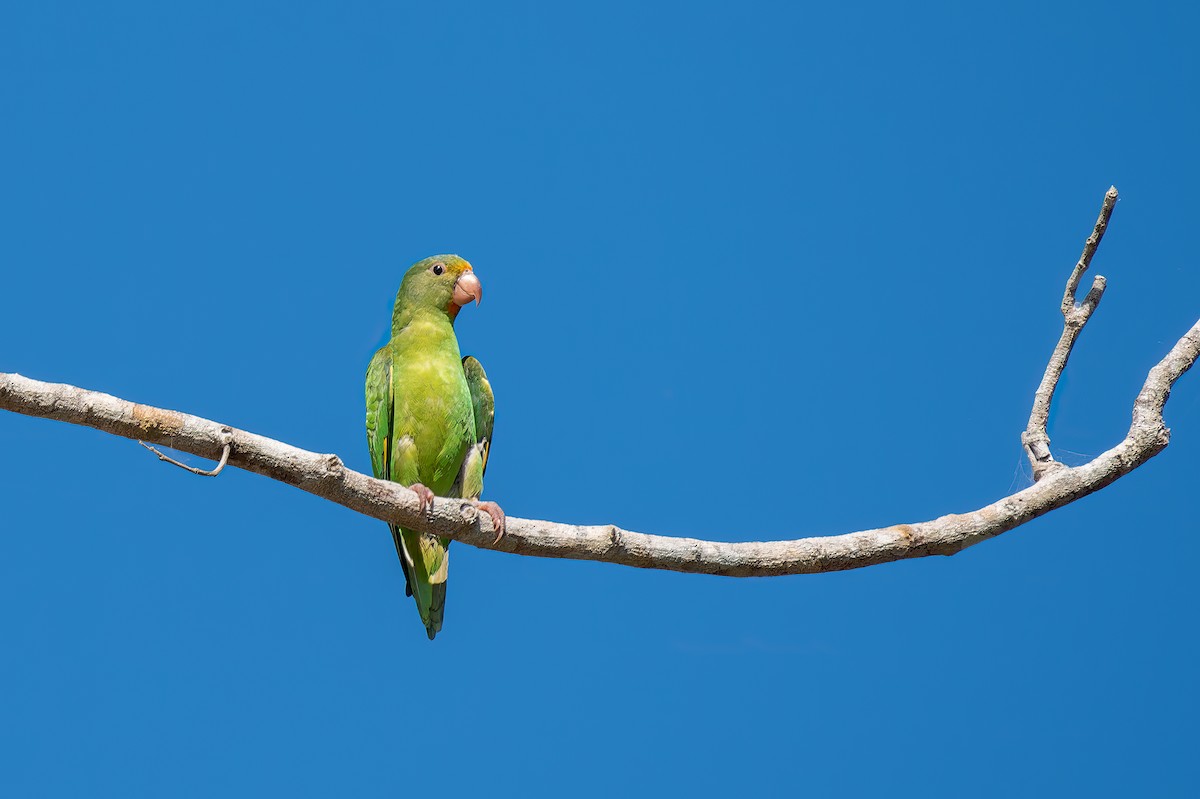 Golden-winged Parakeet - Marcelo  Telles