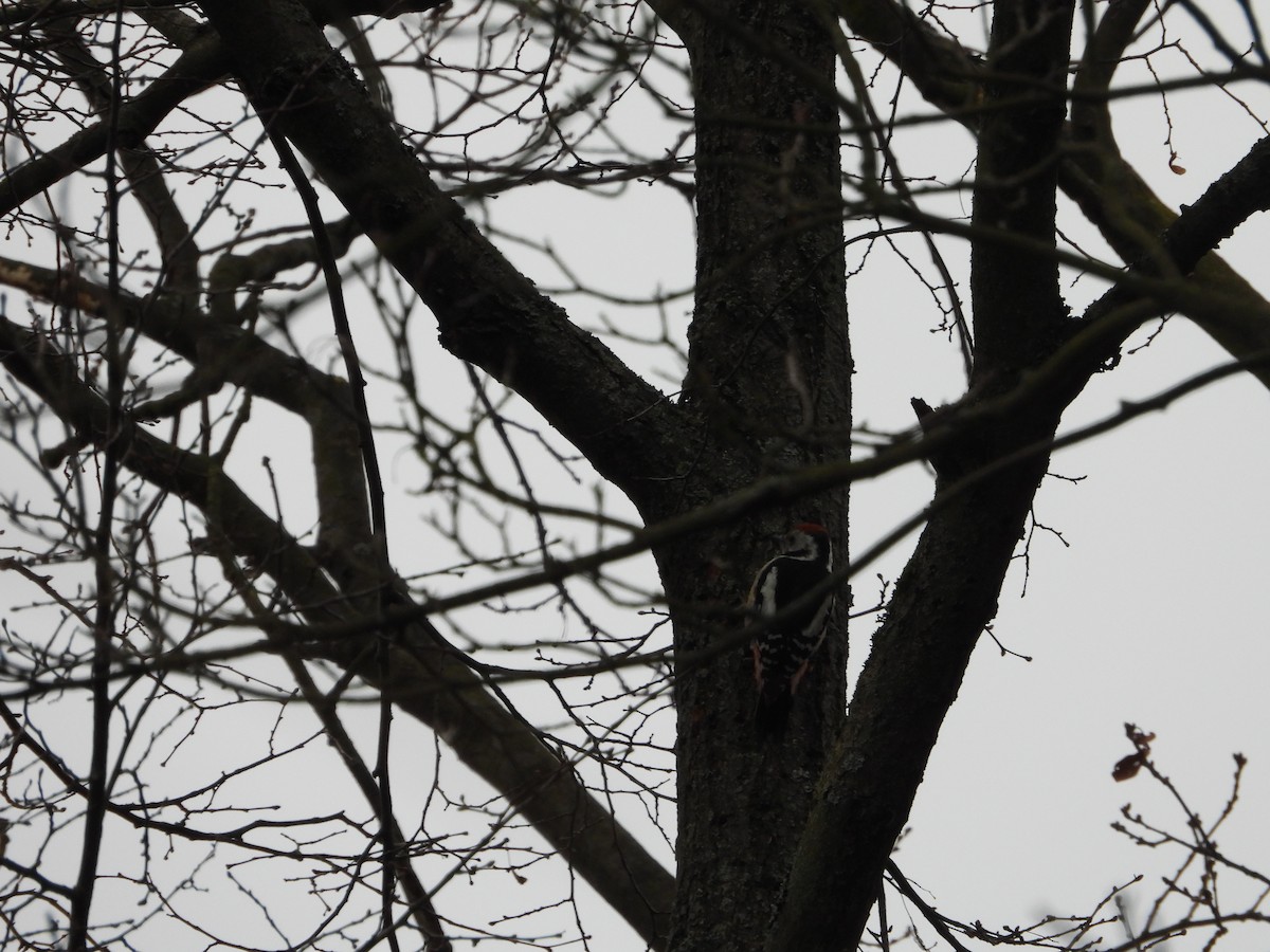 Middle Spotted Woodpecker - ML614092384