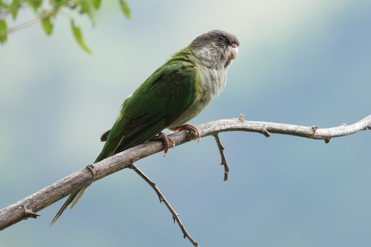 Gray-hooded Parakeet - Daniel Engelbrecht - Birding Ecotours