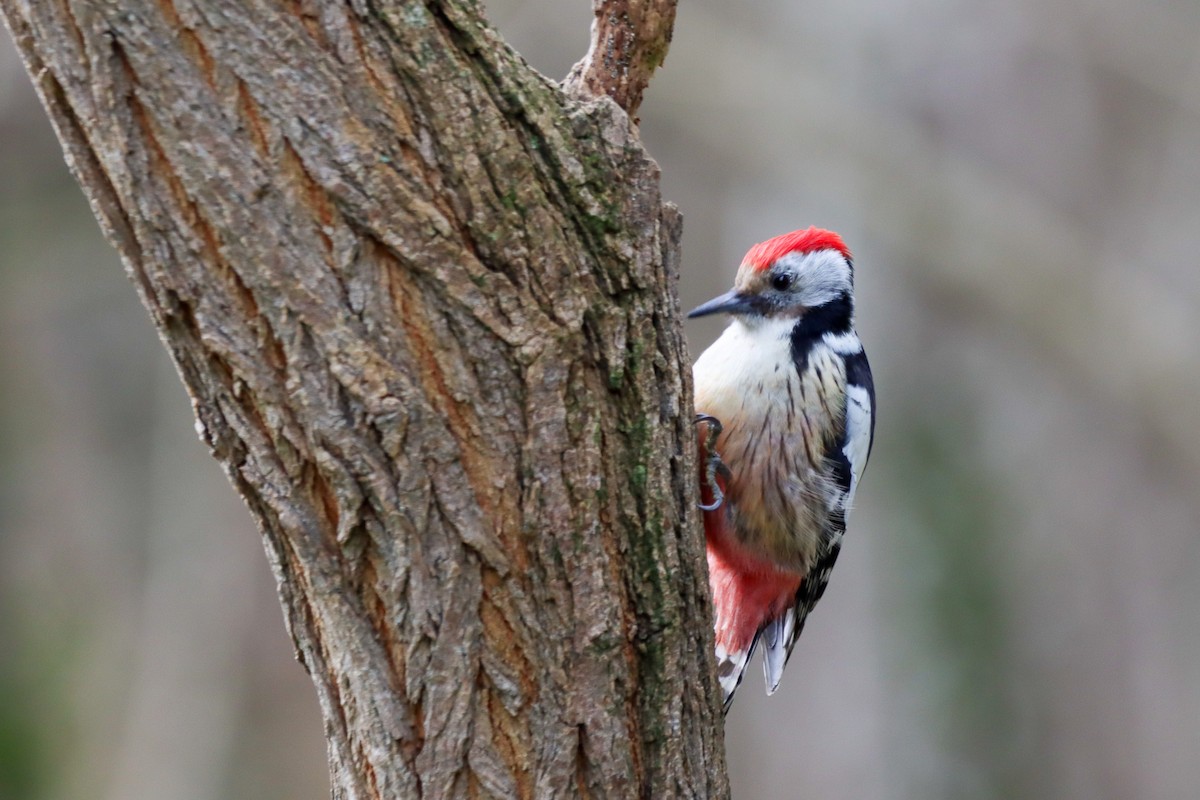 Middle Spotted Woodpecker - ML614093027