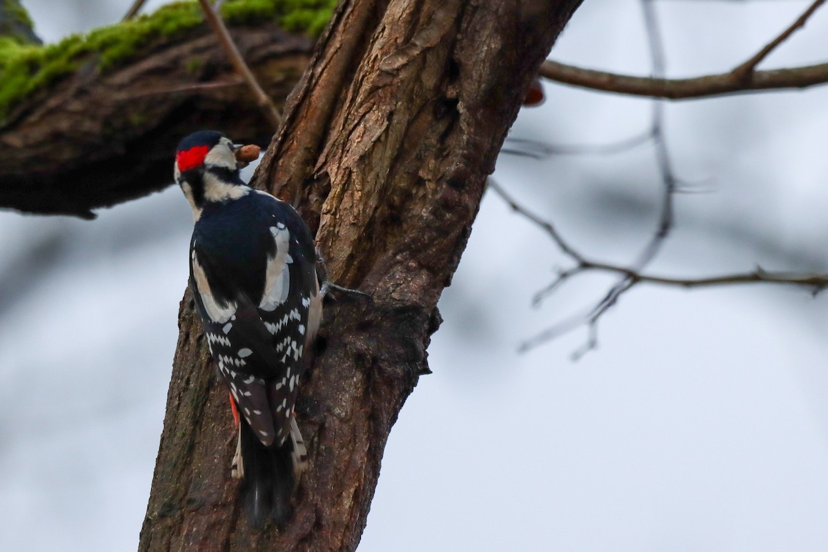 Great Spotted Woodpecker - YILMAZ TANIYICI