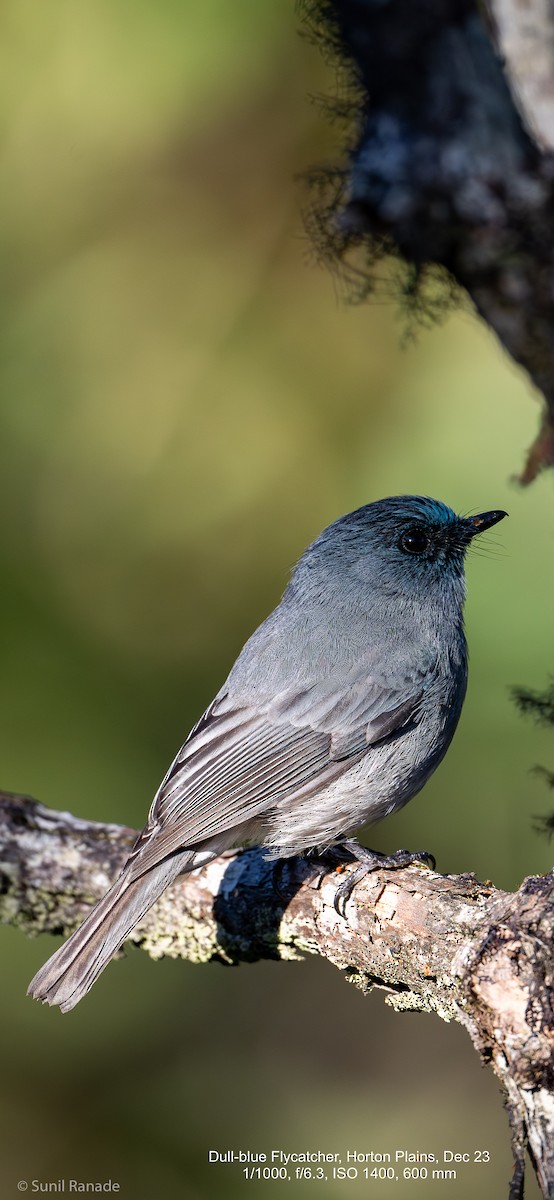 ML614093089 - Dull-blue Flycatcher - Macaulay Library