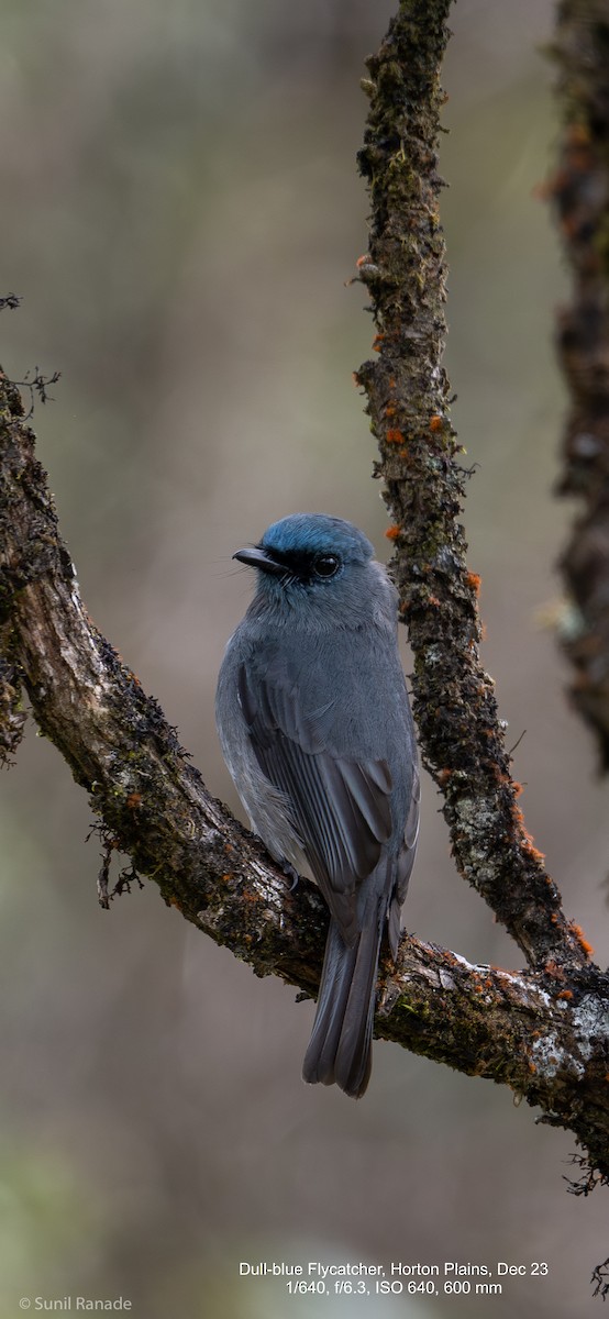 ML614093090 - Dull-blue Flycatcher - Macaulay Library