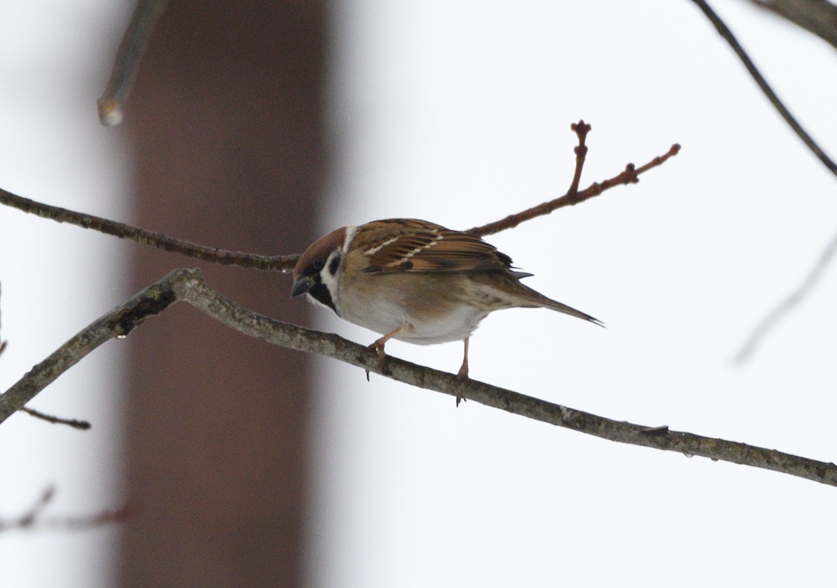Eurasian Tree Sparrow - ML614093240