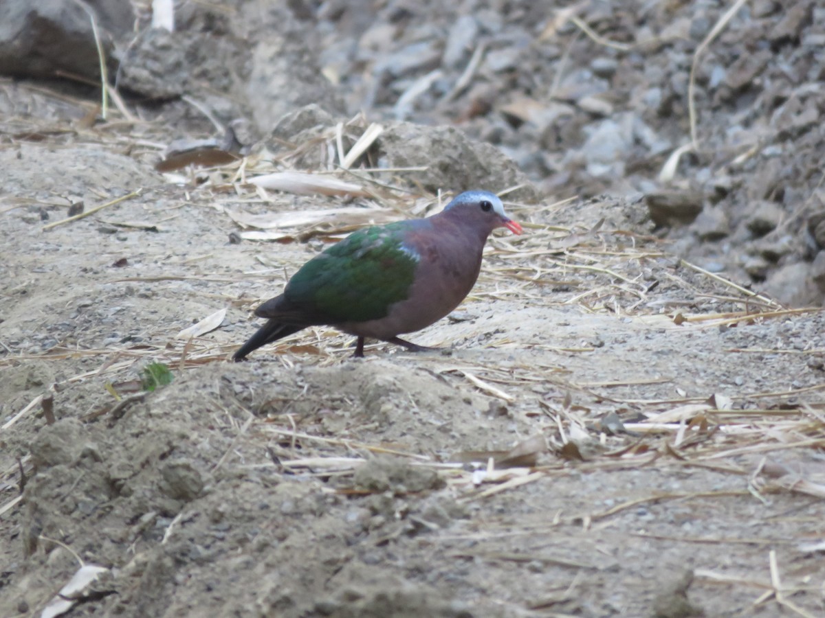 holub zelenokřídlý - ML614093441