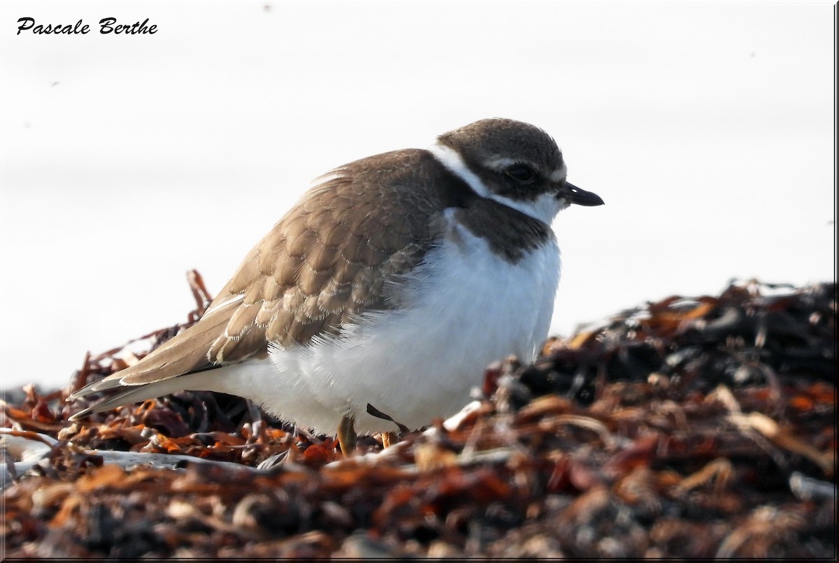 Semipalmated Plover - ML614093556