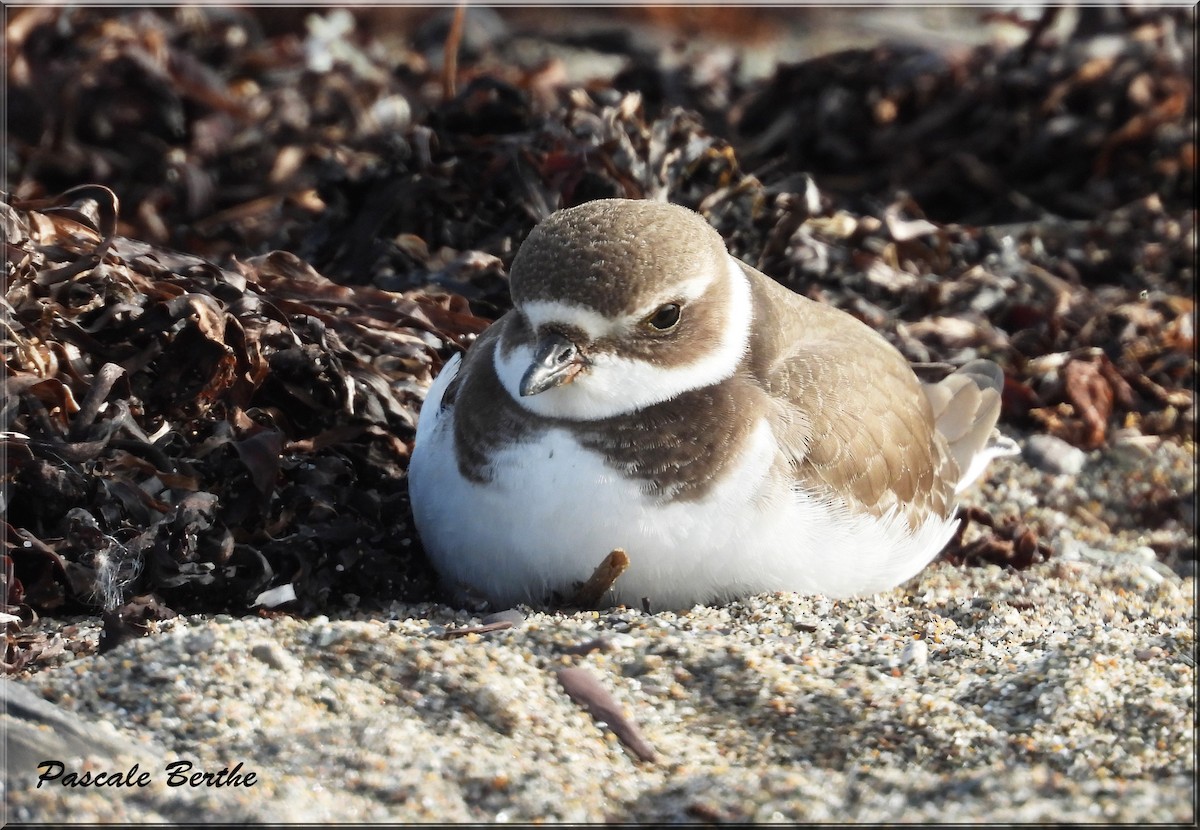 Semipalmated Plover - ML614093557