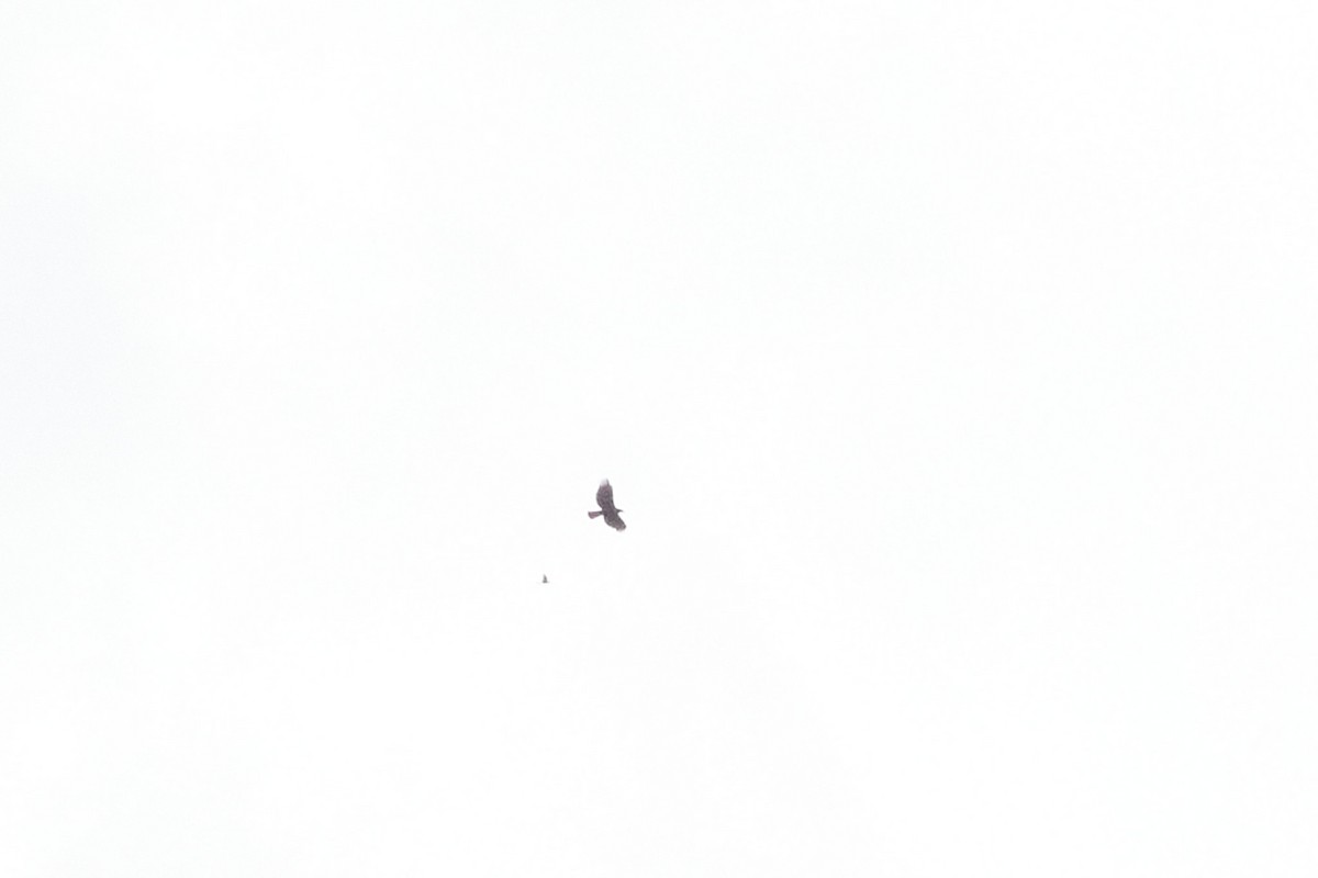 Яванский хохлатый орёл - ML614093603