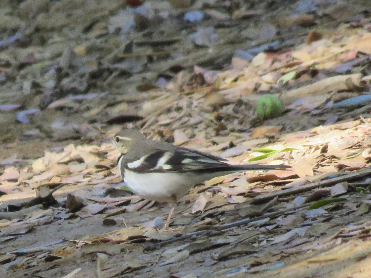Forest Wagtail - ML614093652
