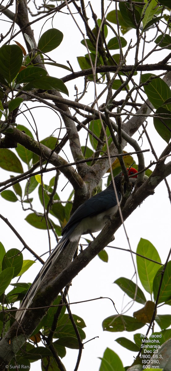 Red-faced Malkoha - ML614093748