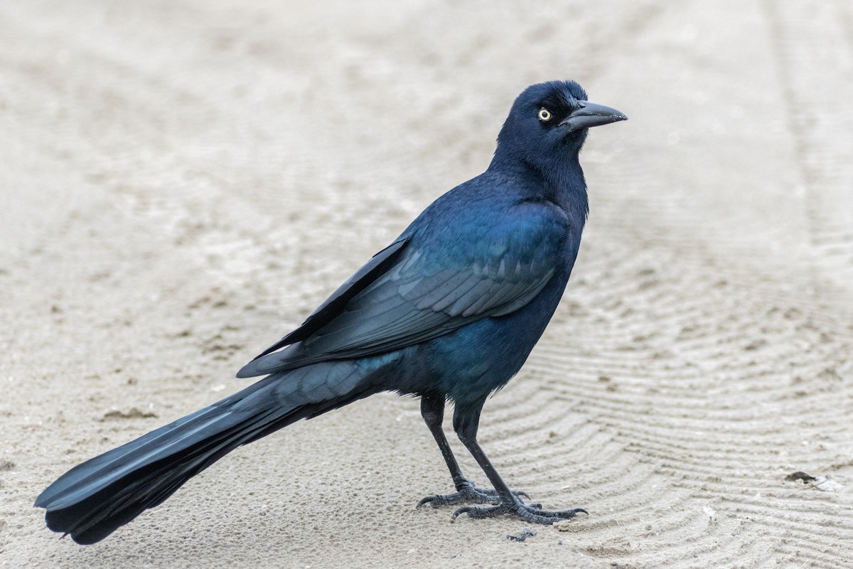 Great-tailed Grackle - ML614093774