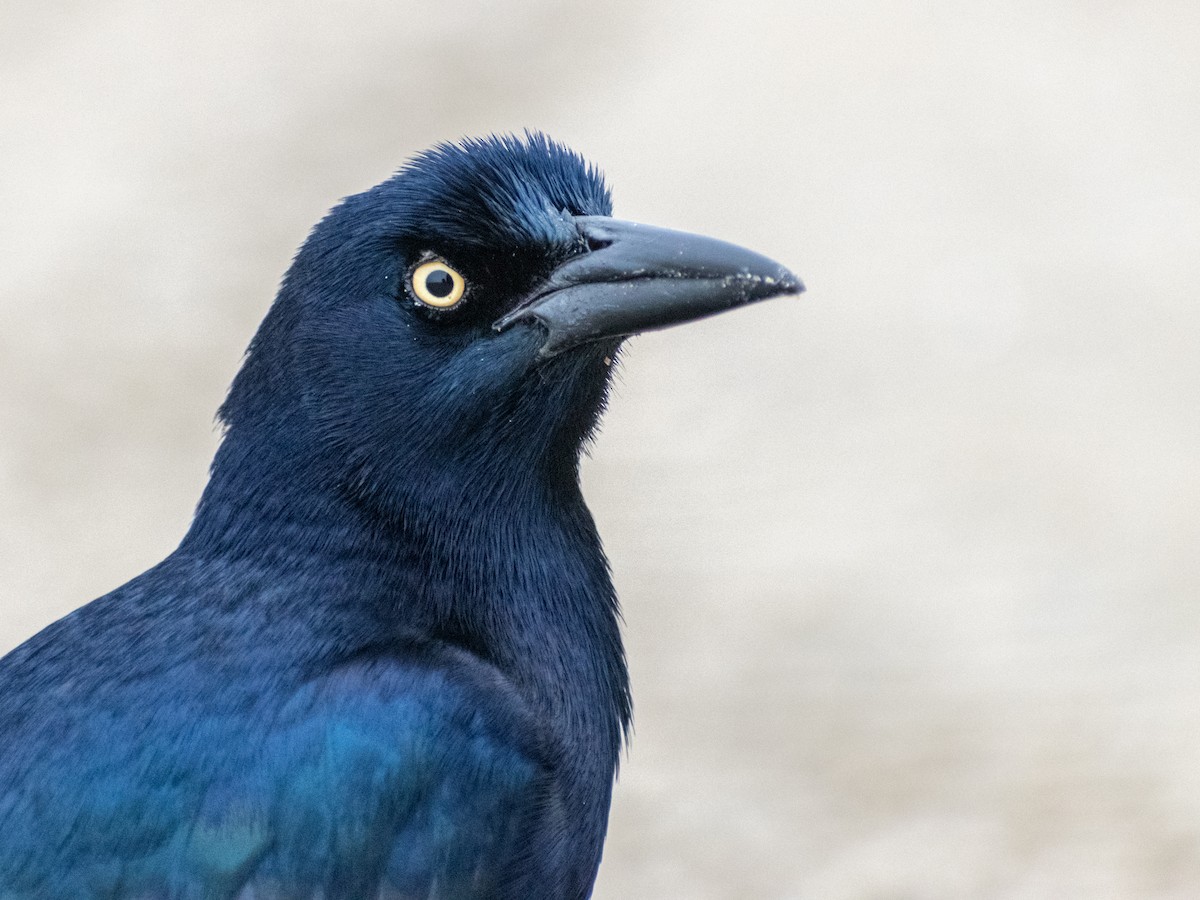 Great-tailed Grackle - ML614093775