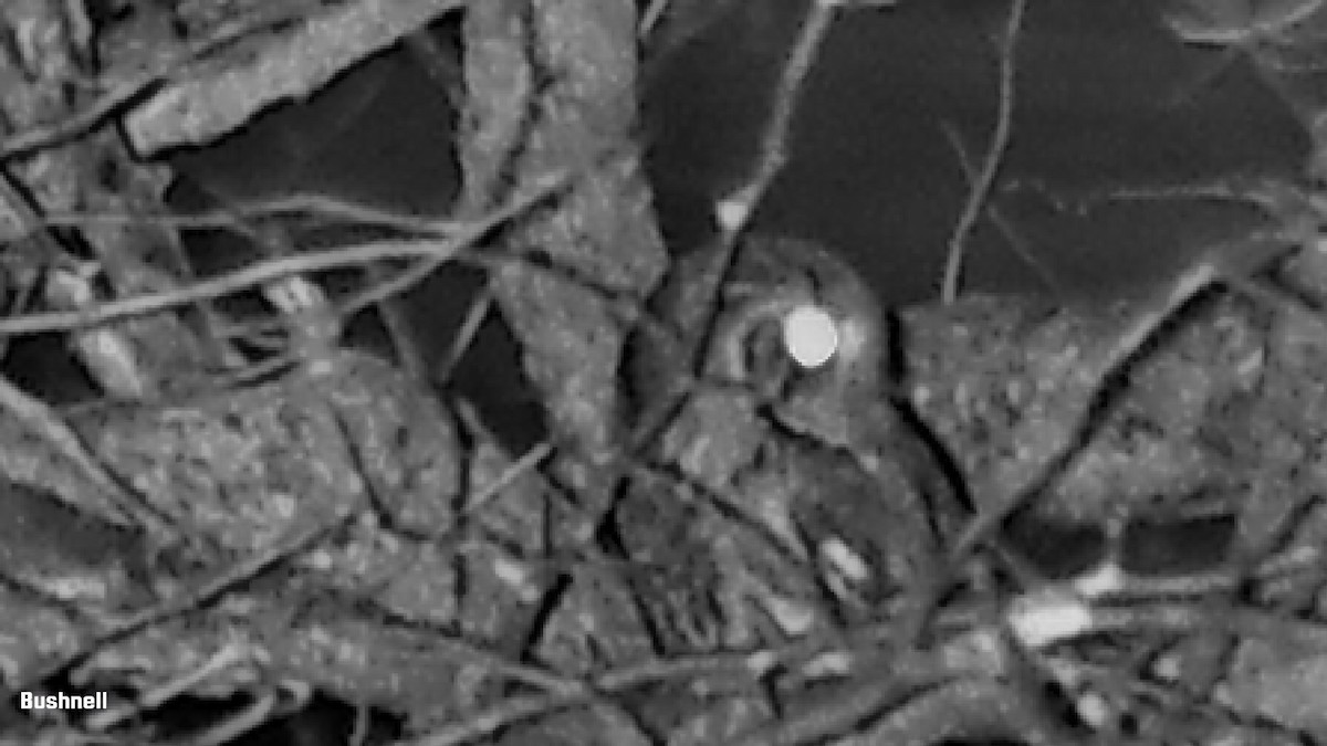 Eastern Screech-Owl - ML614093850