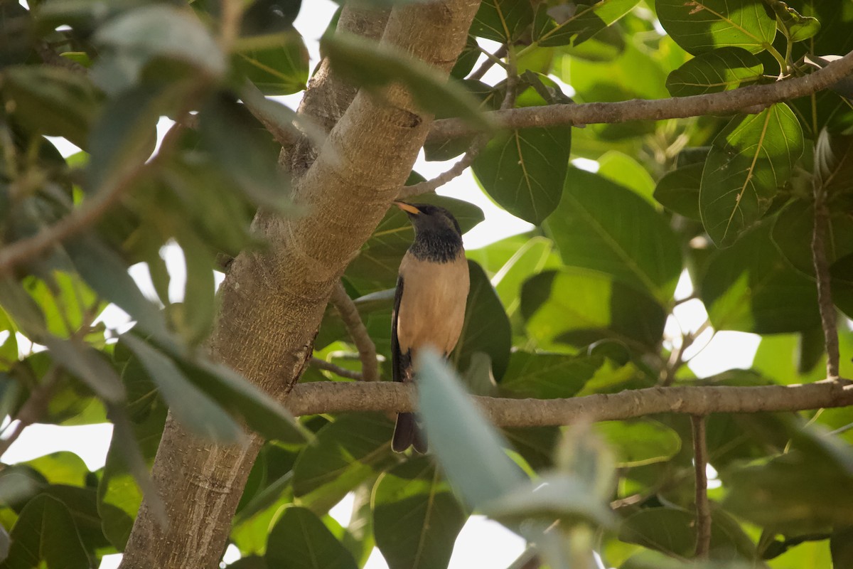 Rosy Starling - Abhijeet  Avate
