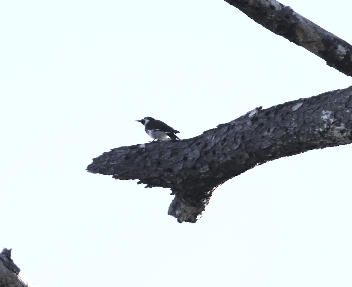Acorn Woodpecker - ML614094169