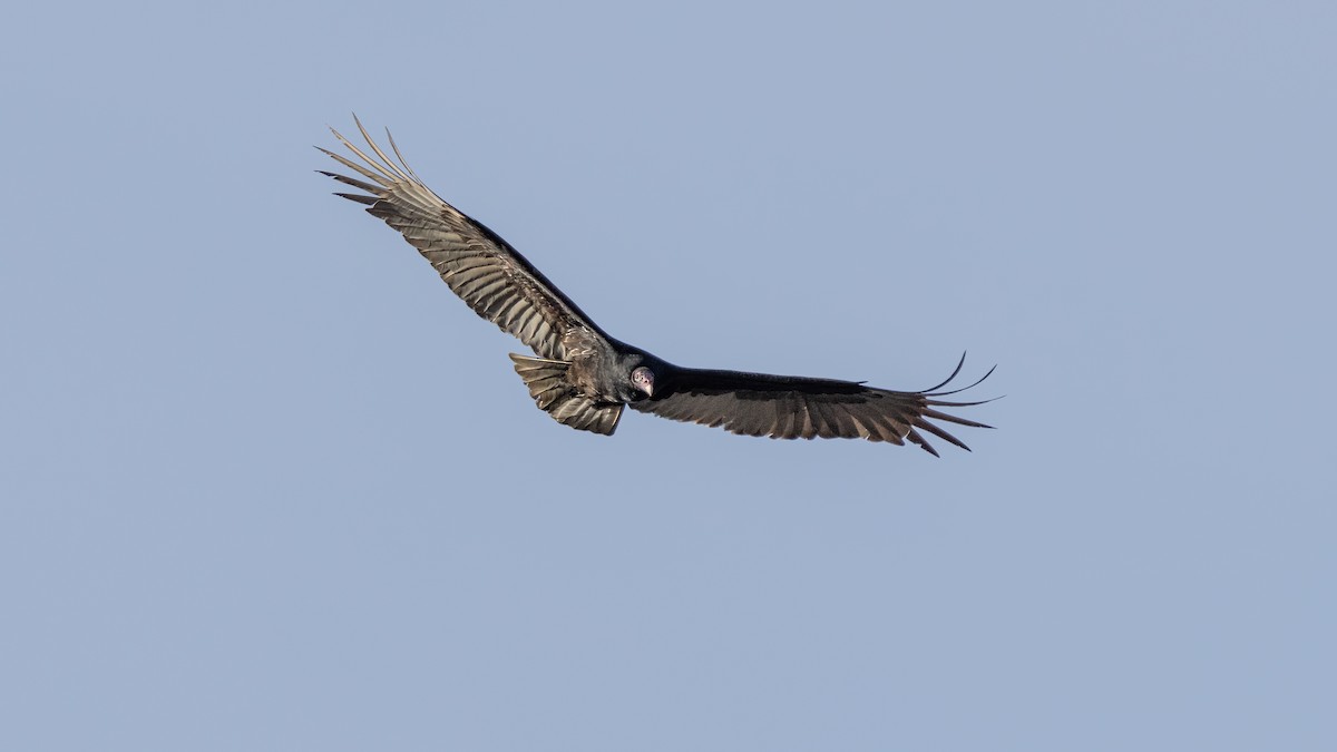 Turkey Vulture - ML614094209