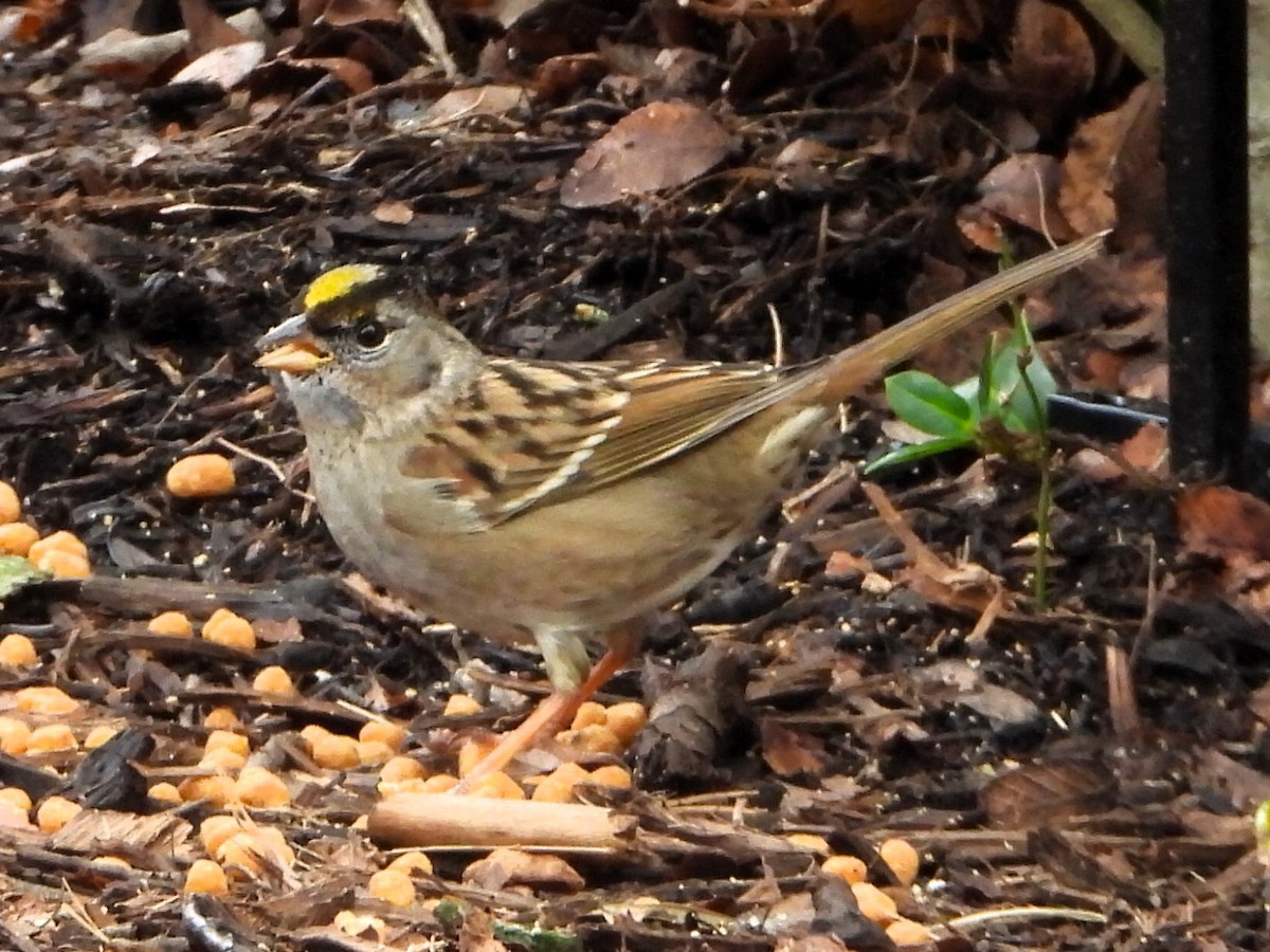 Golden-crowned Sparrow - Robert Neill