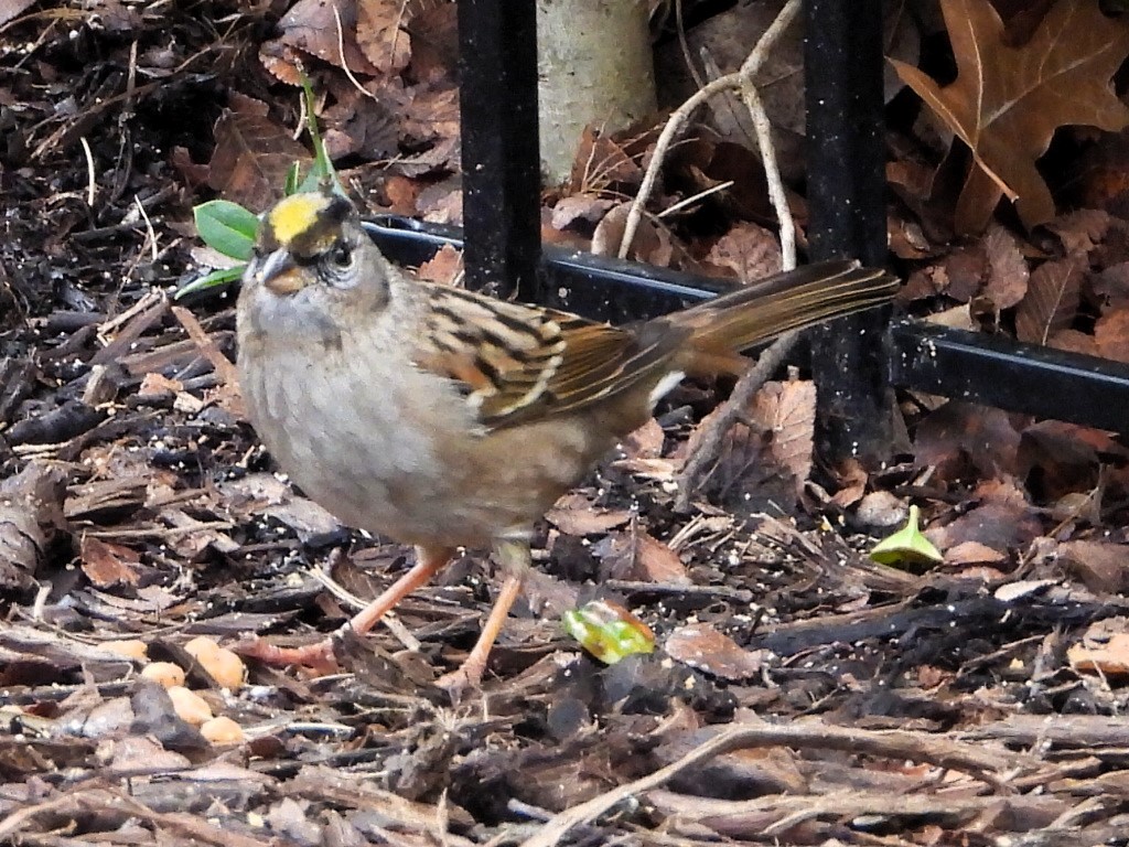 Golden-crowned Sparrow - ML614094259