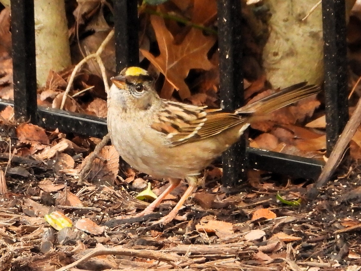 Golden-crowned Sparrow - ML614094268