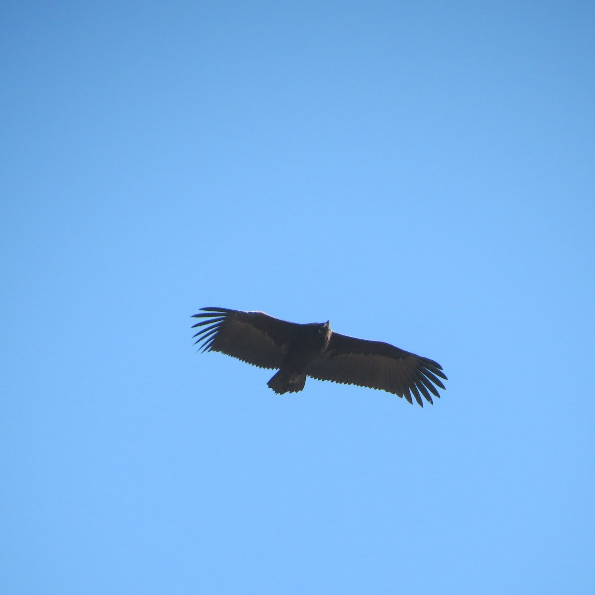 Cinereous Vulture - ML614094280