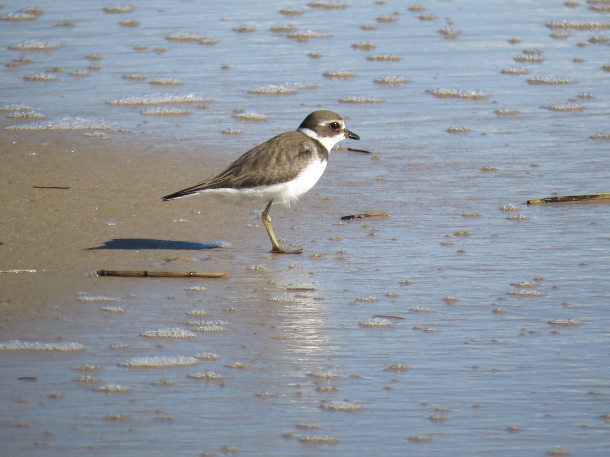 Semipalmated Plover - ML614094358