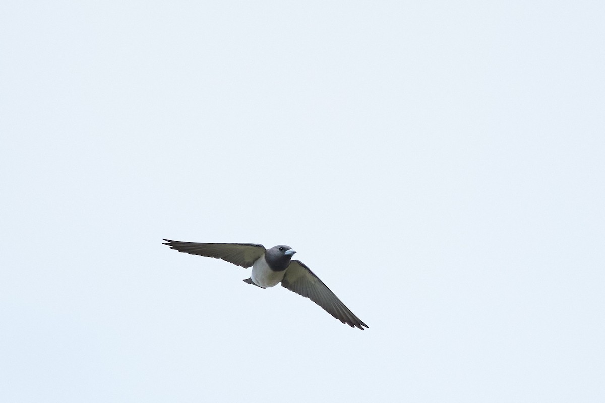 White-breasted Woodswallow - ML614094363