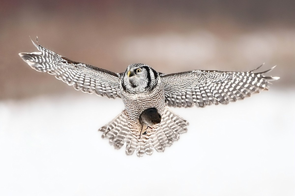 Northern Hawk Owl - ML614094470