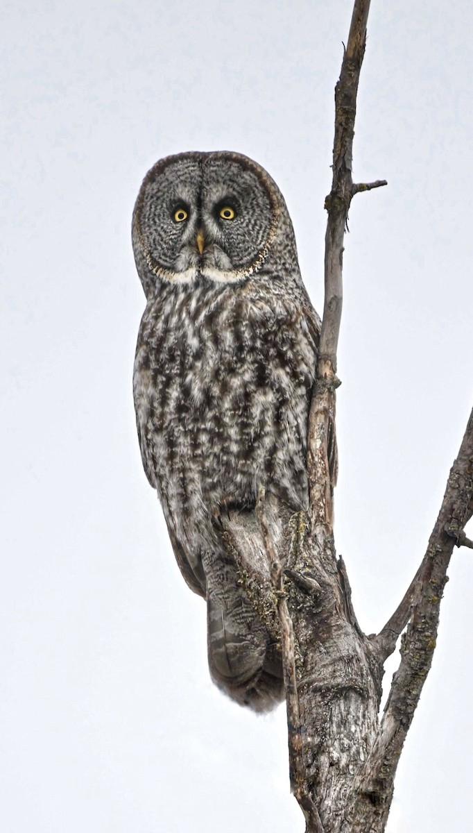 Great Gray Owl - Justin Lawson