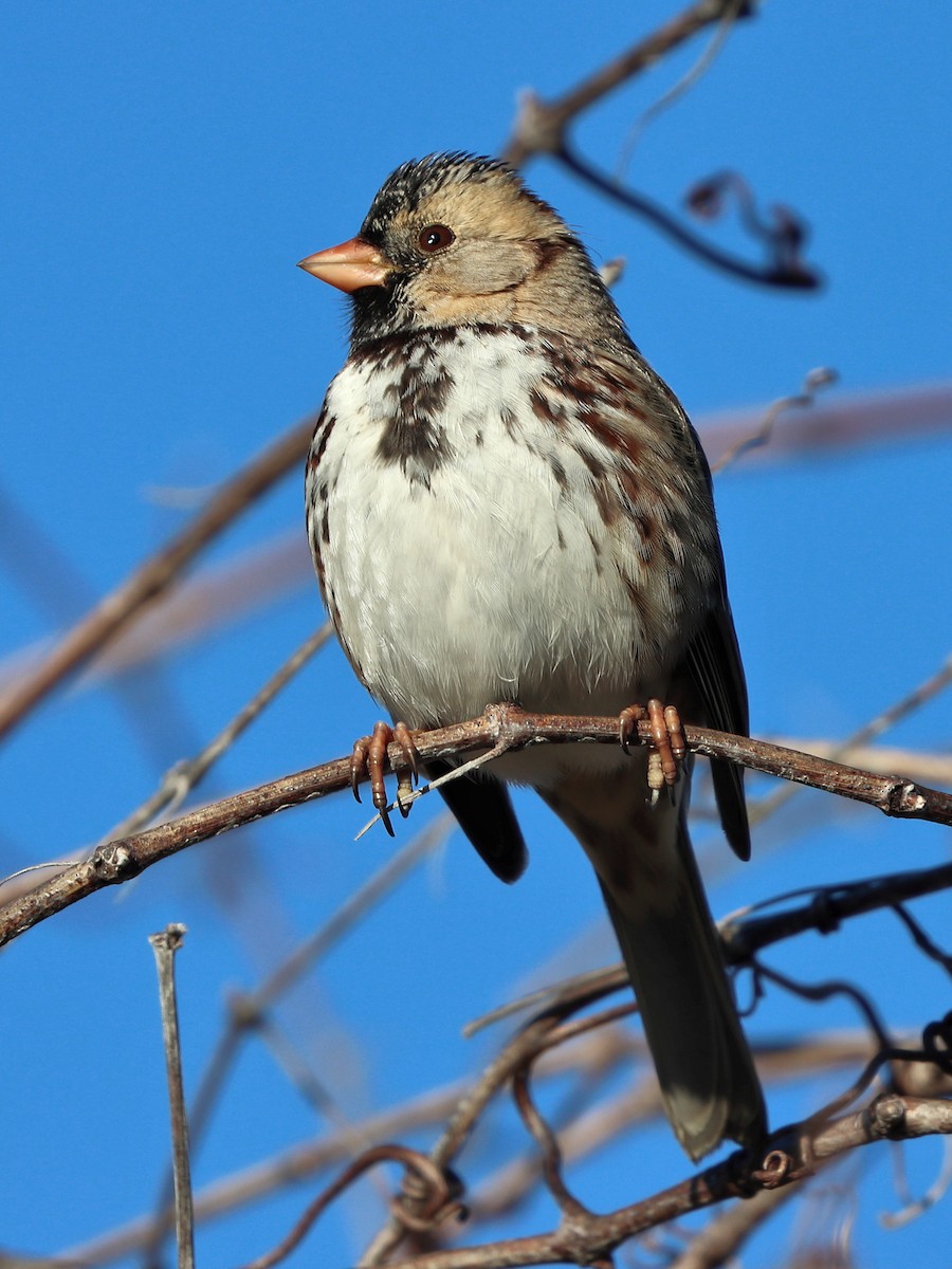 Harris's Sparrow - ML614094724