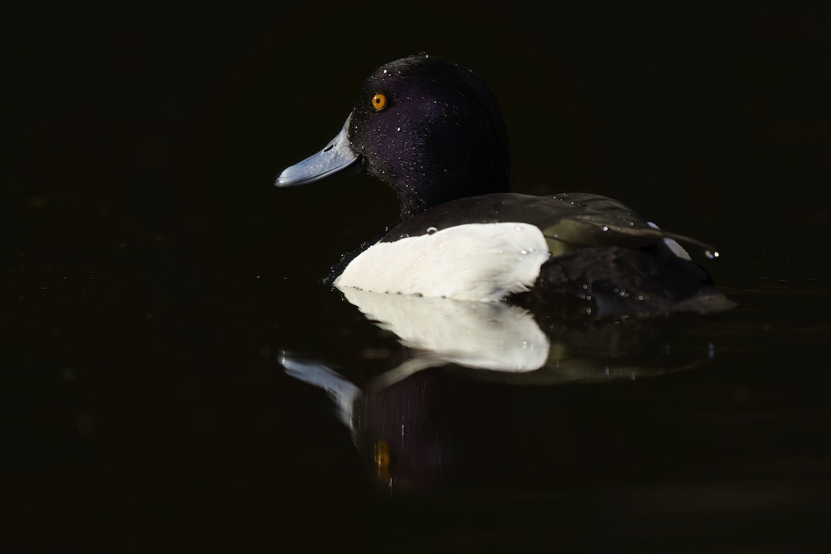 Tufted Duck - ML614094819