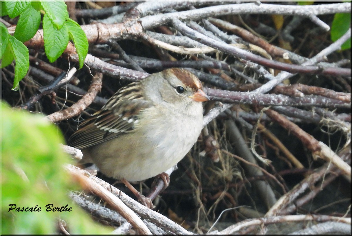 White-crowned Sparrow - ML614094822