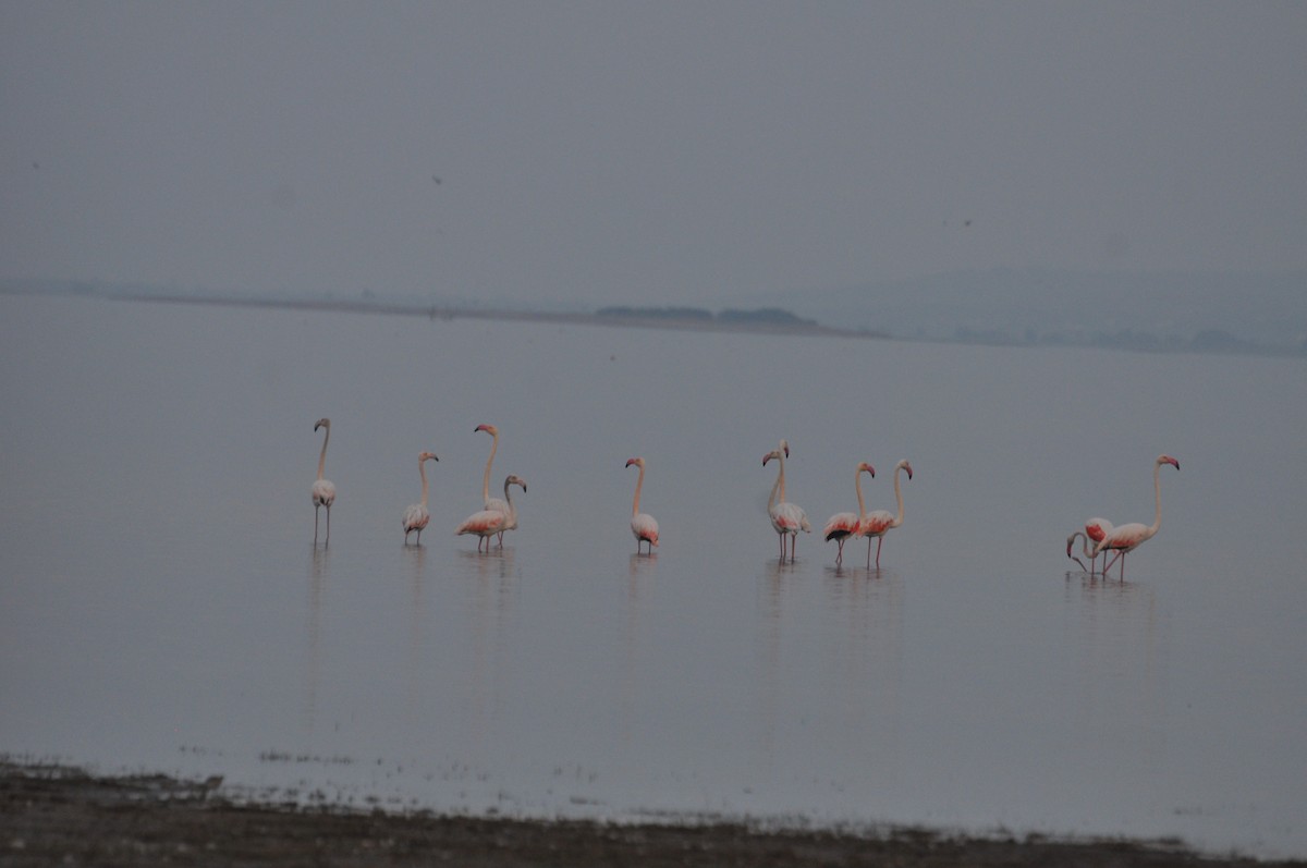 Greater Flamingo - ML614095107