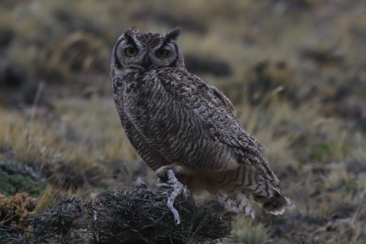 Lesser Horned Owl - ML614095328