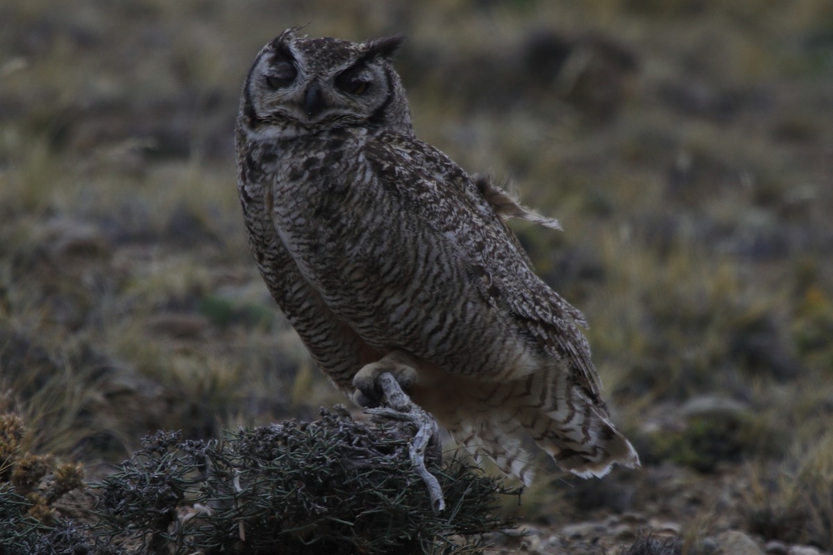 Lesser Horned Owl - ML614095333