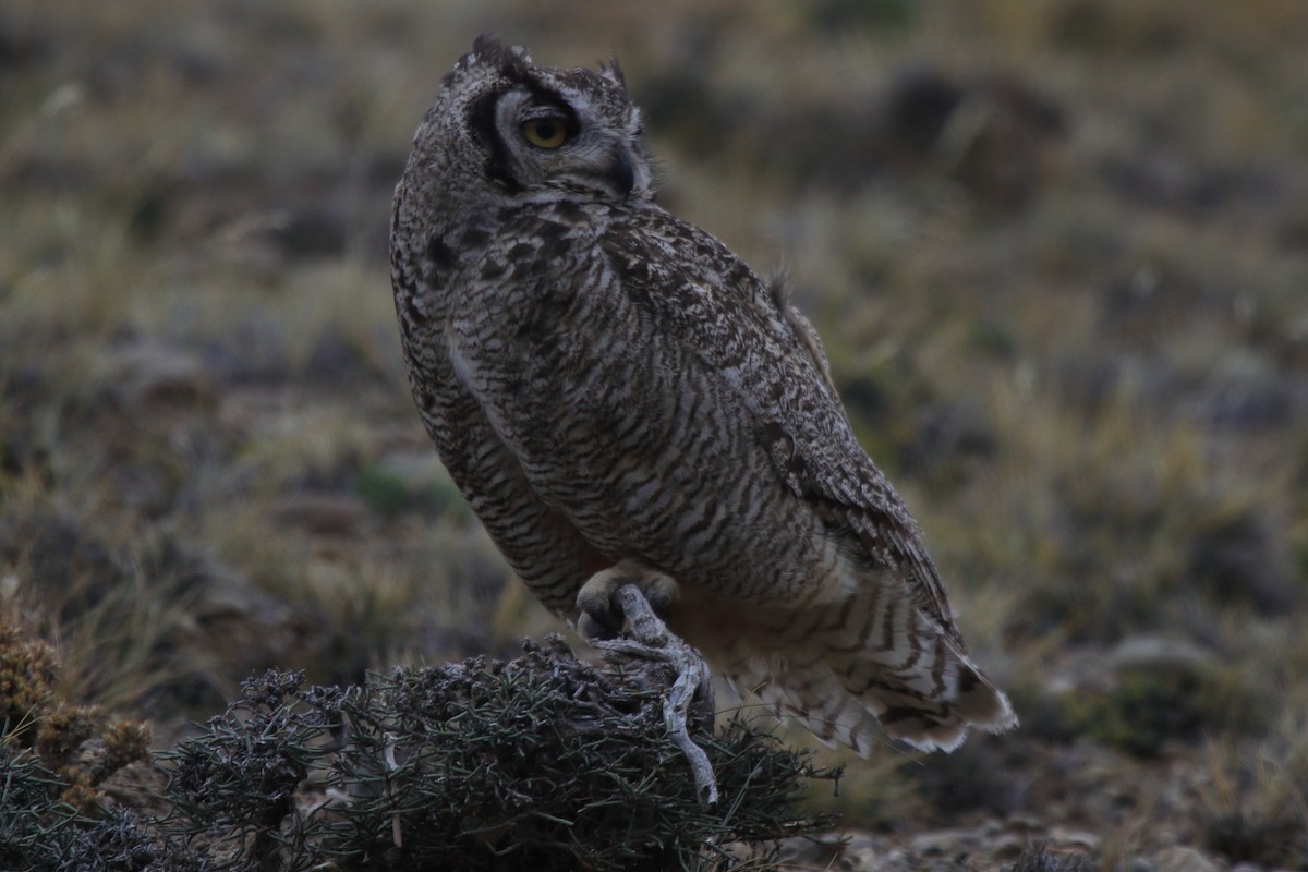 Lesser Horned Owl - ML614095335