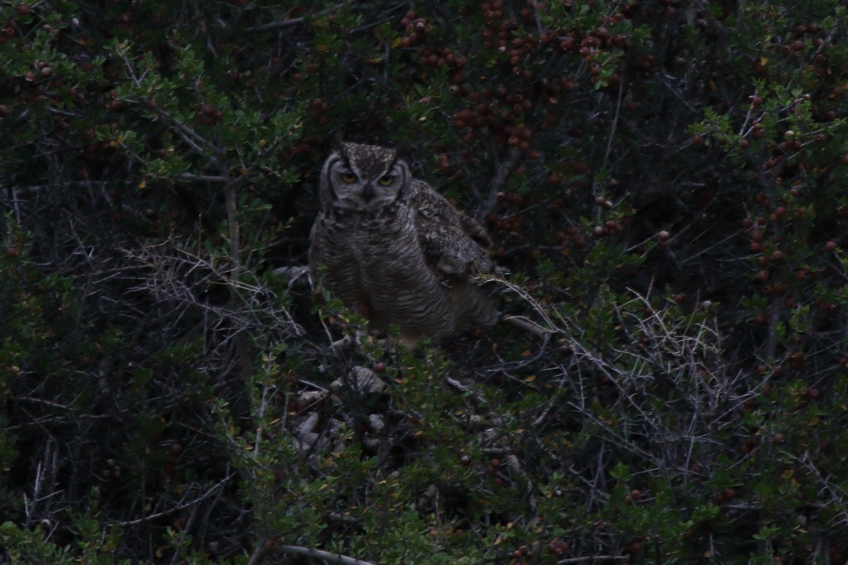 Lesser Horned Owl - ML614095338