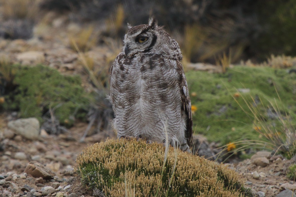 Lesser Horned Owl - ML614095342