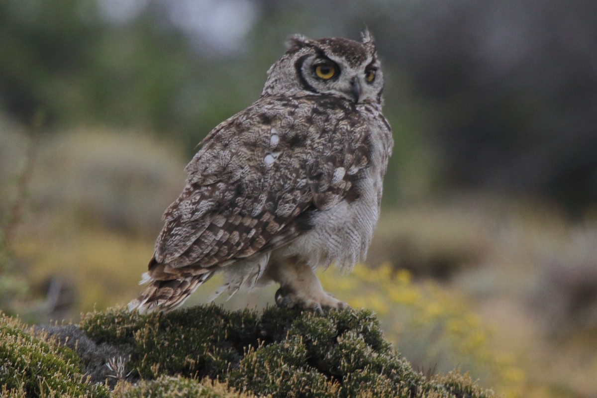Lesser Horned Owl - ML614095344