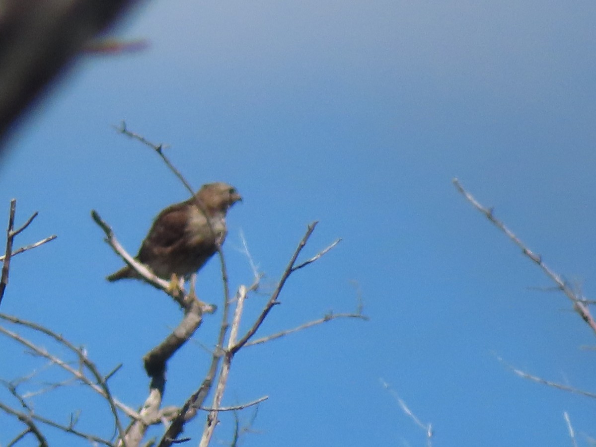 Red-tailed Hawk (jamaicensis) - ML614095431