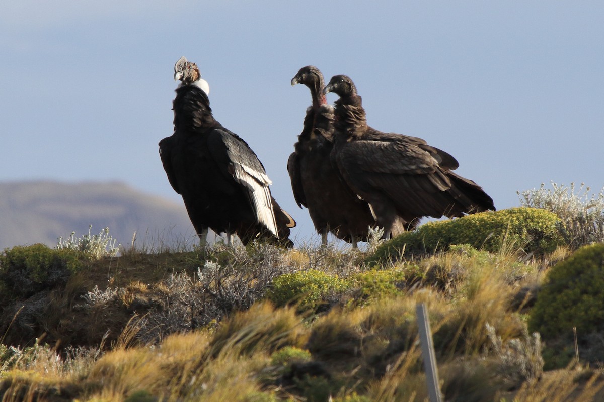Andean Condor - ML614095440