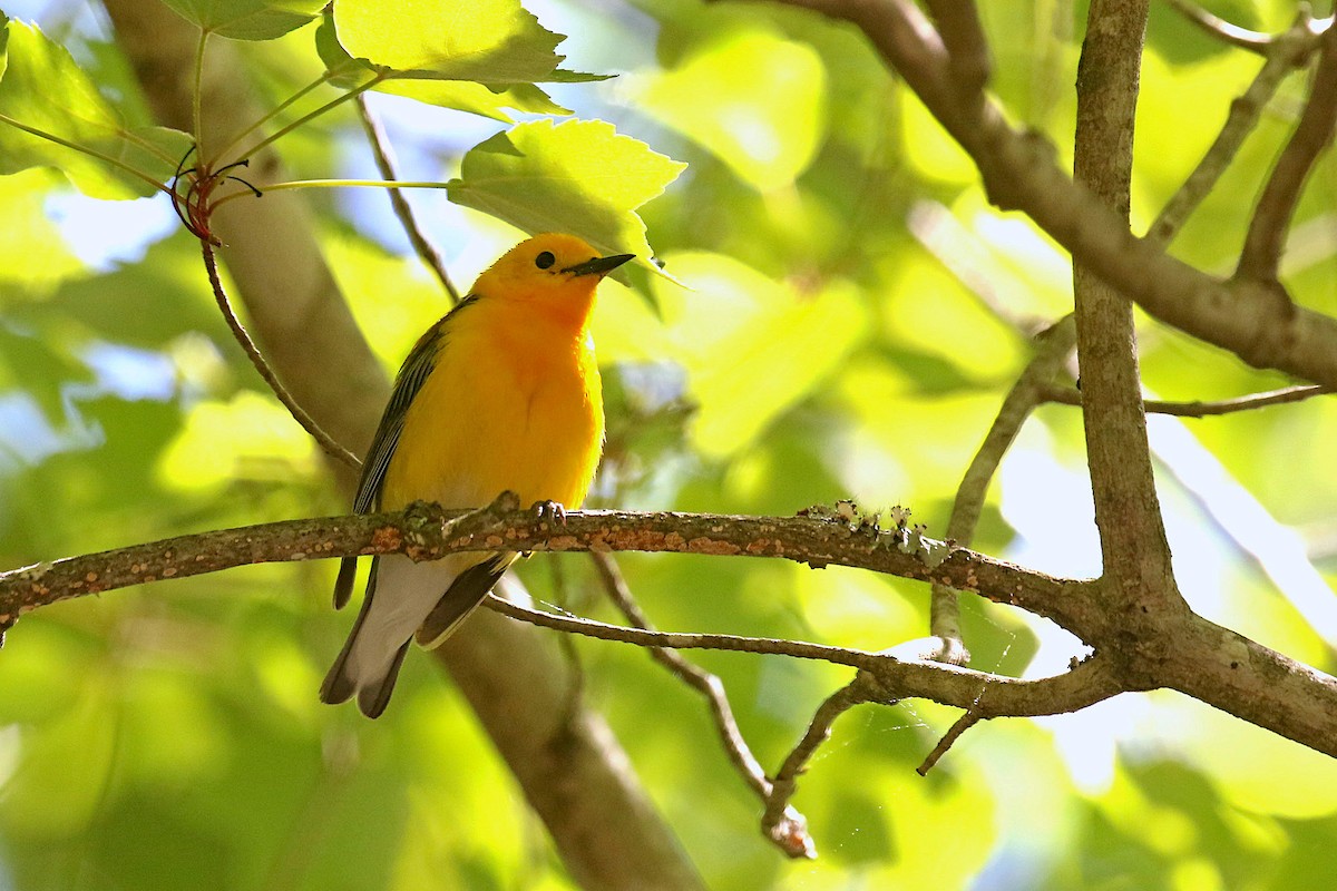 Prothonotary Warbler - ML614095480