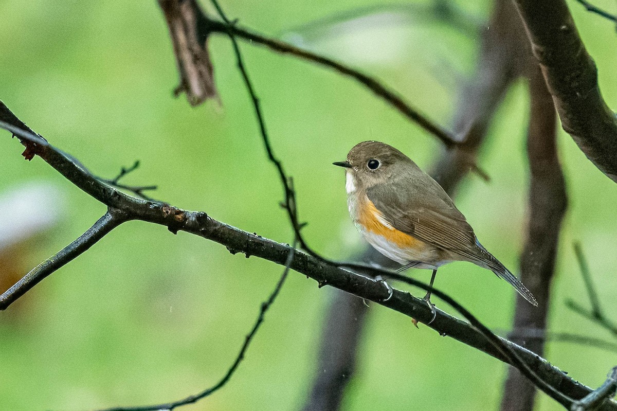 Red-flanked Bluetail - ML614095507